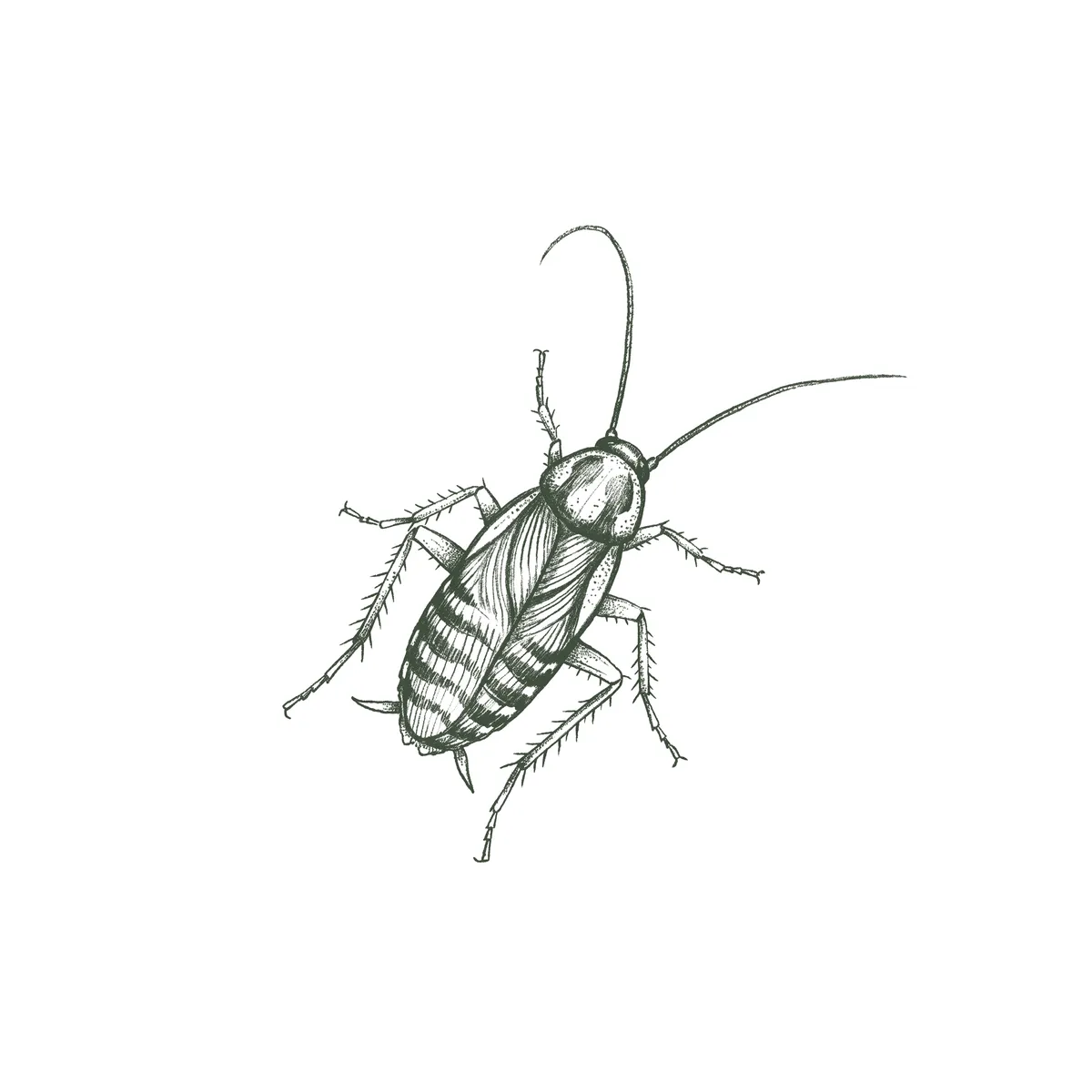 Brown Banded Cockroach